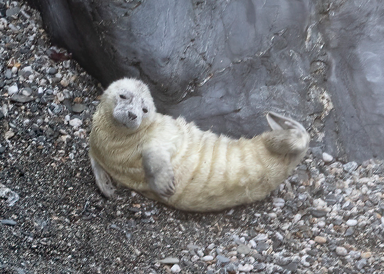 Seals in the Wild - West Cornwall  - 25th August 2026