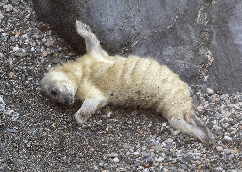 Seals in the Wild - West Cornwall  - 25th August 2026
