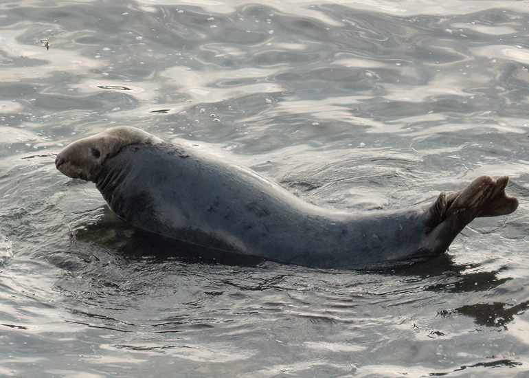 Seals in the Wild - West Cornwall  - 26th August 2026