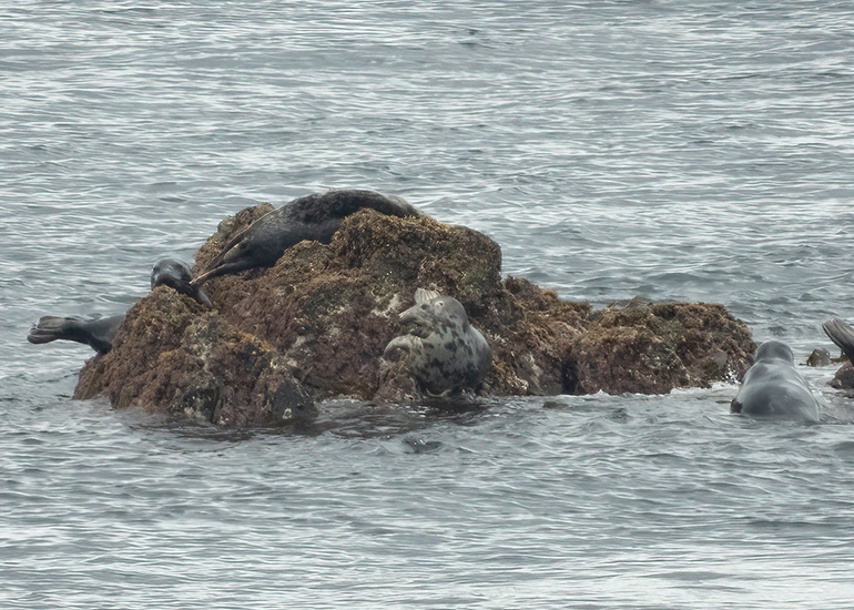 Seals in the Wild - Lizard Peninsula  - 28th July 2026
