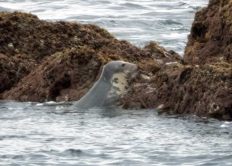 Seals in the Wild - Lizard Peninsula  - 28th July 2026