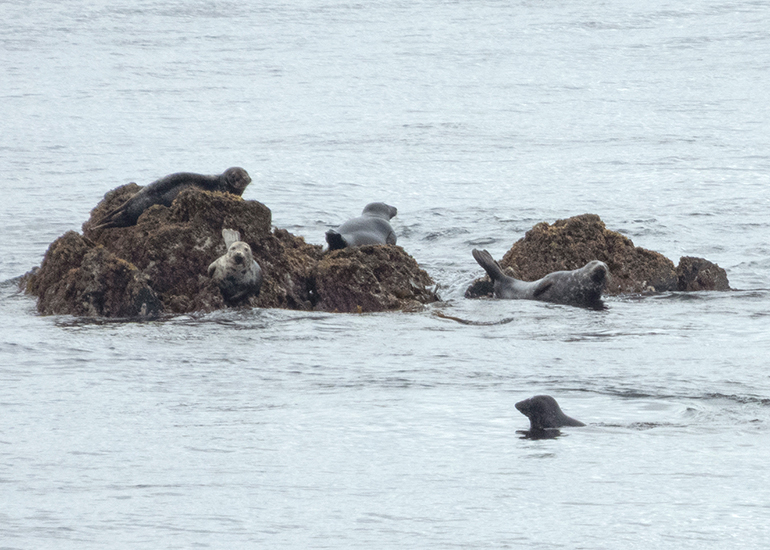 Seals in the Wild - Lizard Peninsula  - 28th July 2026