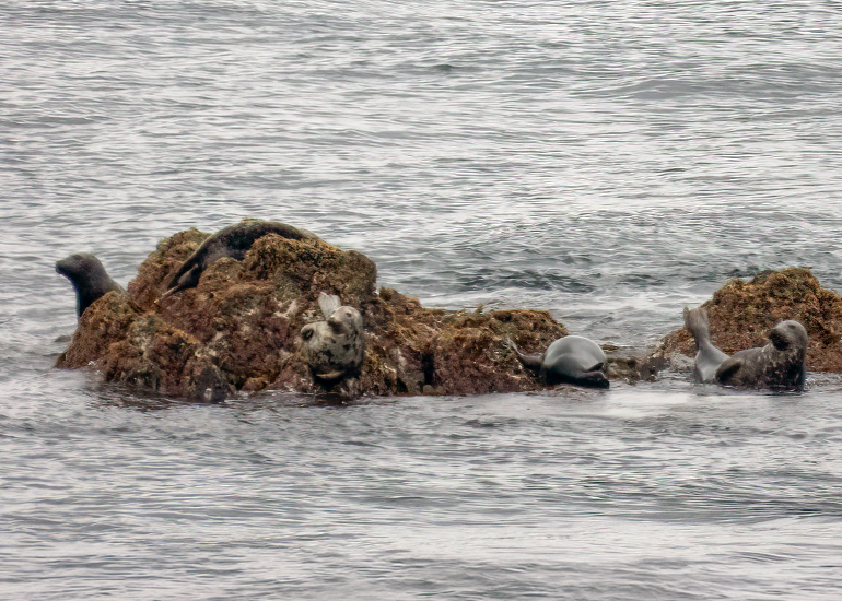 Seals in the Wild - Lizard Peninsula  - 28th July 2026