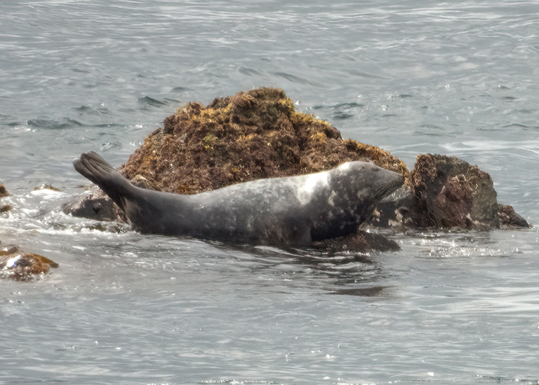 Seals in the Wild - Lizard Peninsula  - 28th July 2026