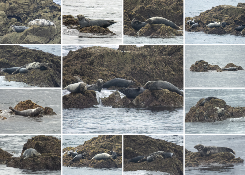 Seals in the wild - July 2026 - Lizard Peninsula