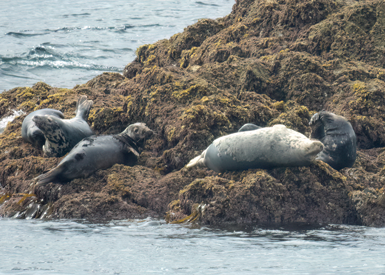 Seals in the Wild - Lizard Peninsula  - 28th July 2026