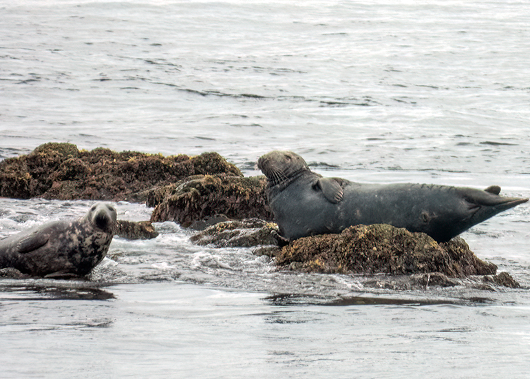Seals in the Wild - Lizard Peninsula  - 28th July 2026
