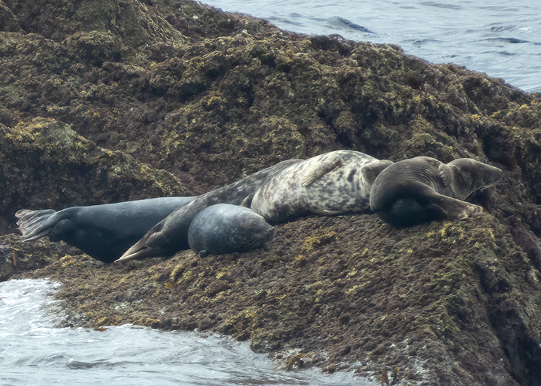 Seals in the Wild - Lizard Peninsula  - 28th July 2026