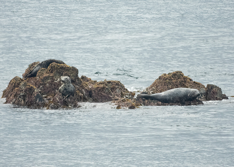Seals in the Wild - Lizard Peninsula  - 28th July 2026