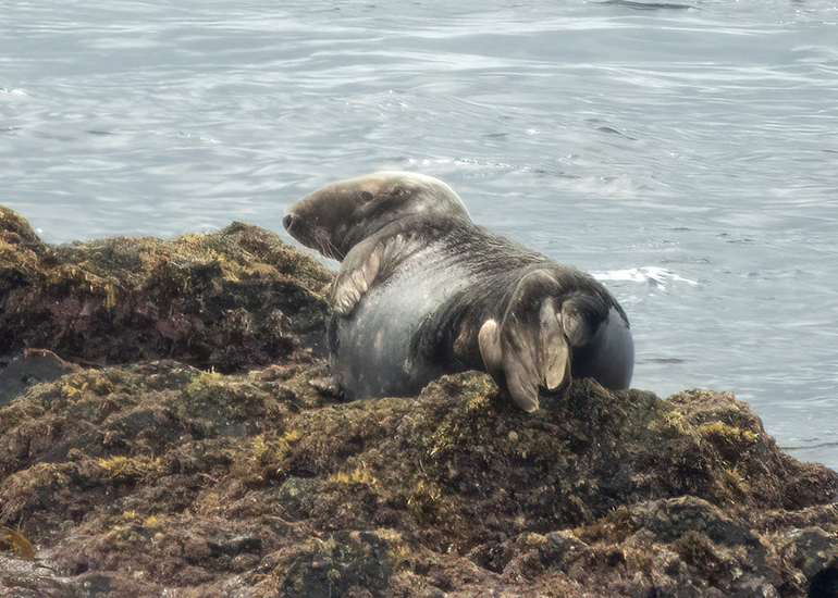 Seals in the Wild - Lizard Peninsula  - 28th July 2026