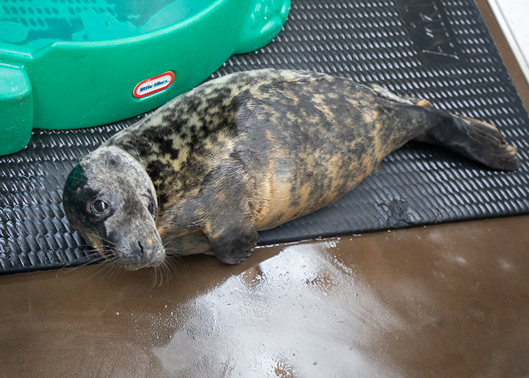Selkie at the BDMLR hospital - 3rd February 2025