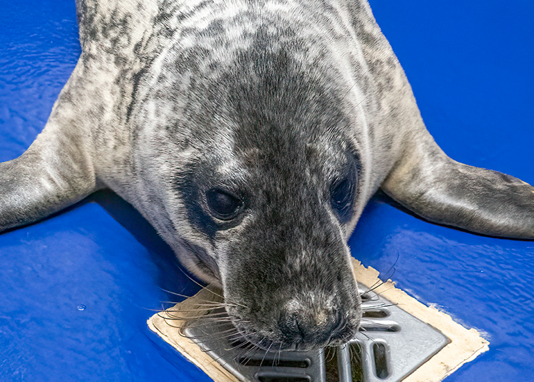 Selkie - 12th February 2025