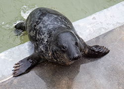 Selkie