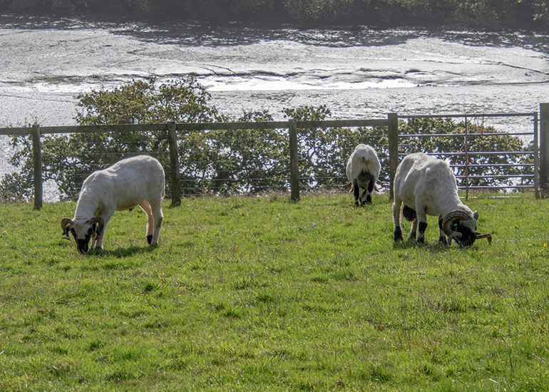 Sheep