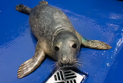 Snicker Doodle - 2nd March 2026