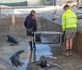 Seal Release - 24th September  2026