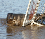 Seal Release - 24th September 2026
