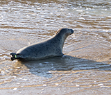 Seal Release - 24th September 2026