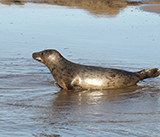 Seal Release - 24th September 2026