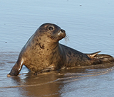 Seal Release - 24th September 2026