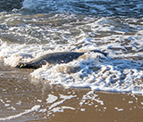 Seal Release - 24th September 2026