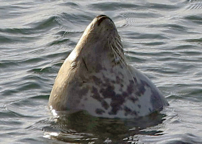 Turtle - Photo credit - Terry Thirlaway - 24th August 2026
