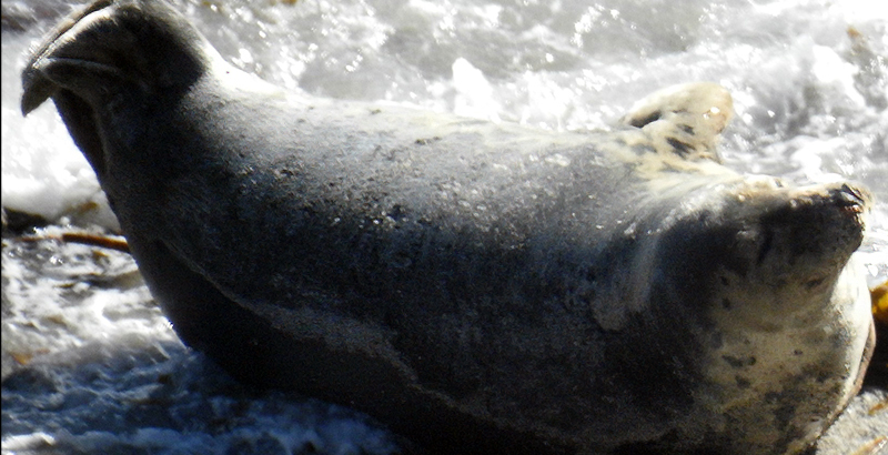 Ugg - Photo Credit - Seal Research Trust