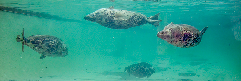 Seals underwater