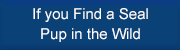 If You Find a Seal Pup in the Wild
