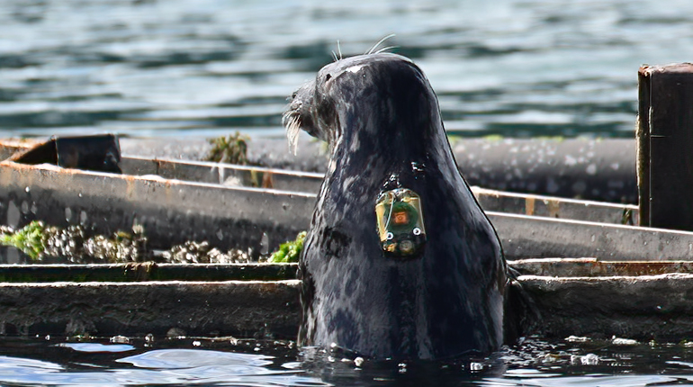 Photo Credit : Sarah Greenslade  - The Seal Project