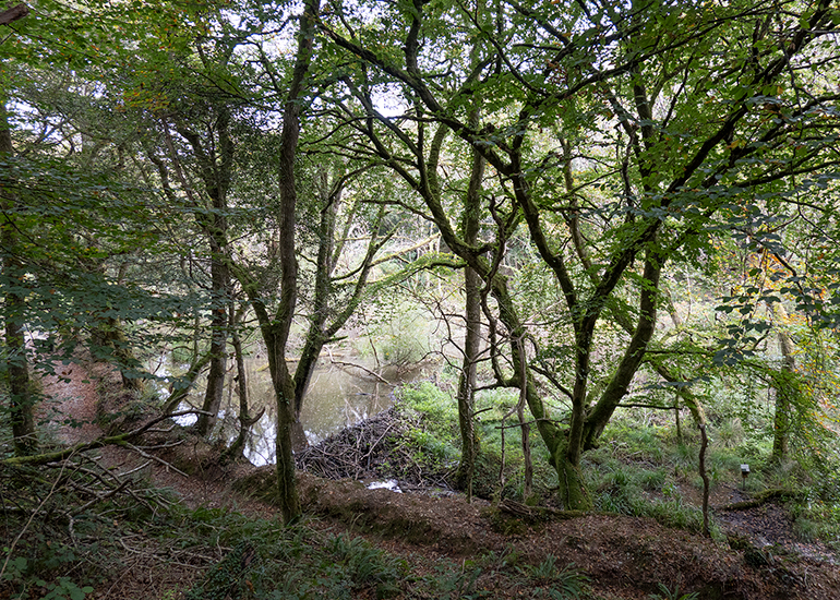 Woodlands Walk