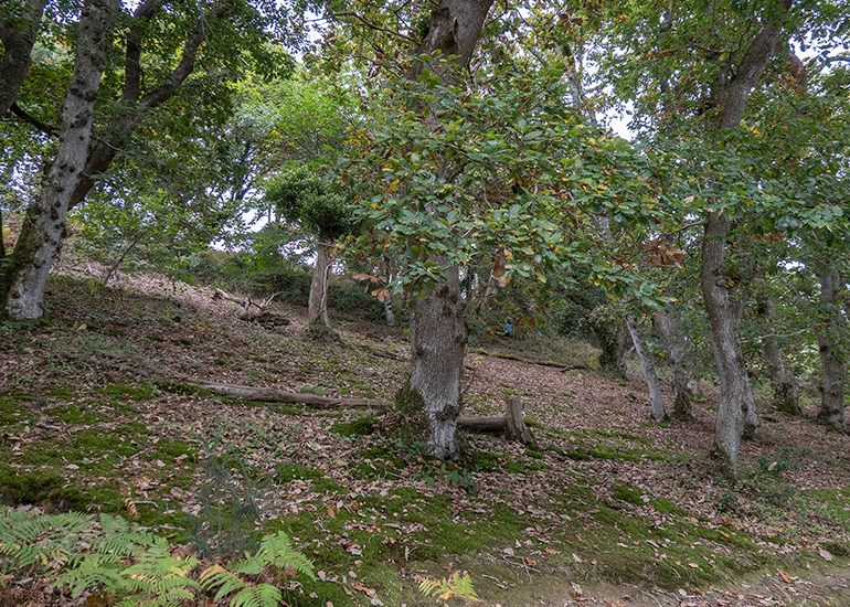 Woodlands Walk