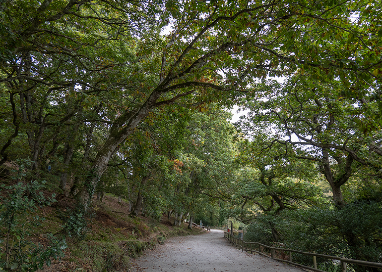 Woodlands Walk