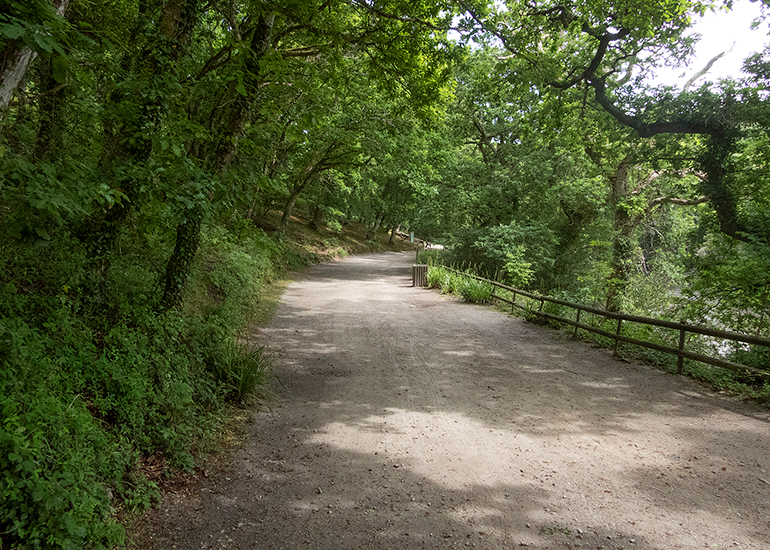 Woodland Walk