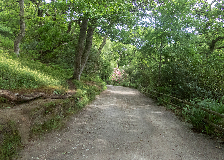 Woodland Walk