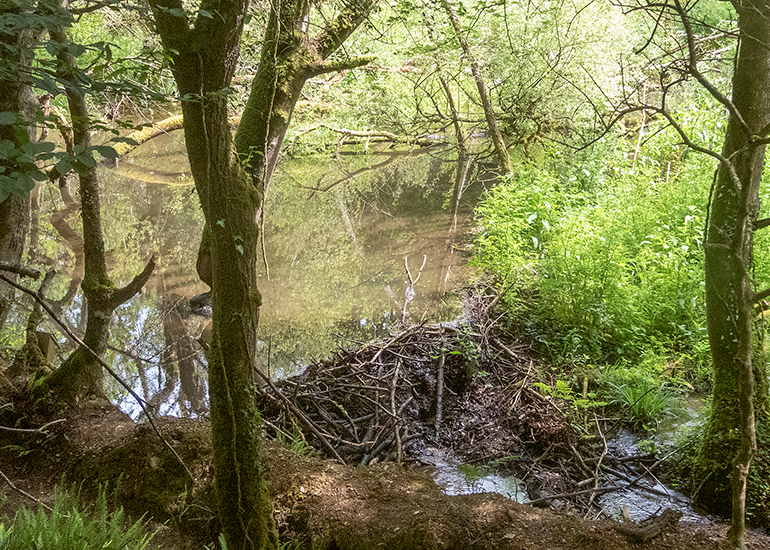 Woodland Walk