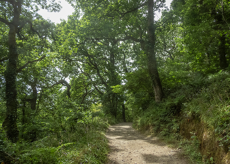 Woodland Walk