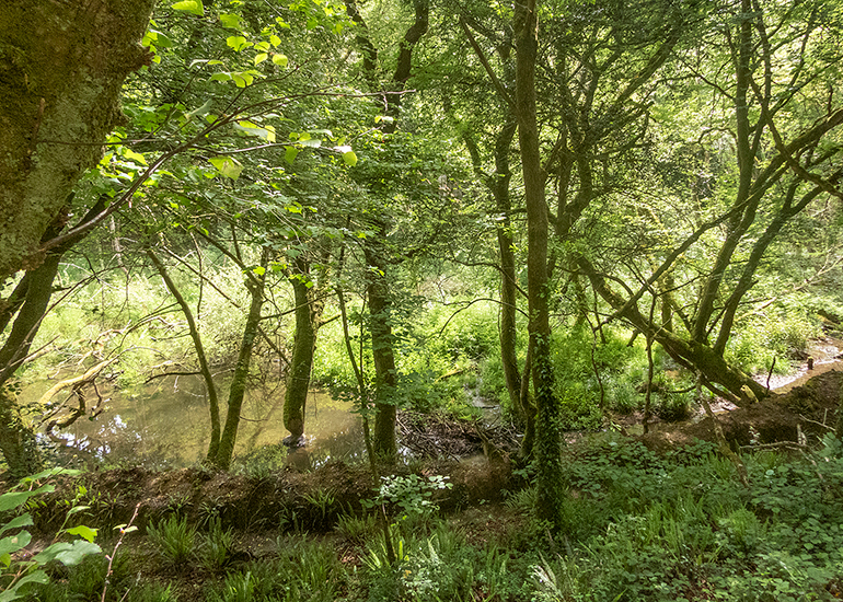 Woodland Walk