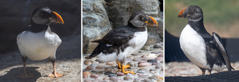 This World Puffin Day - the Sanctuary are celebrating all things KAREN!