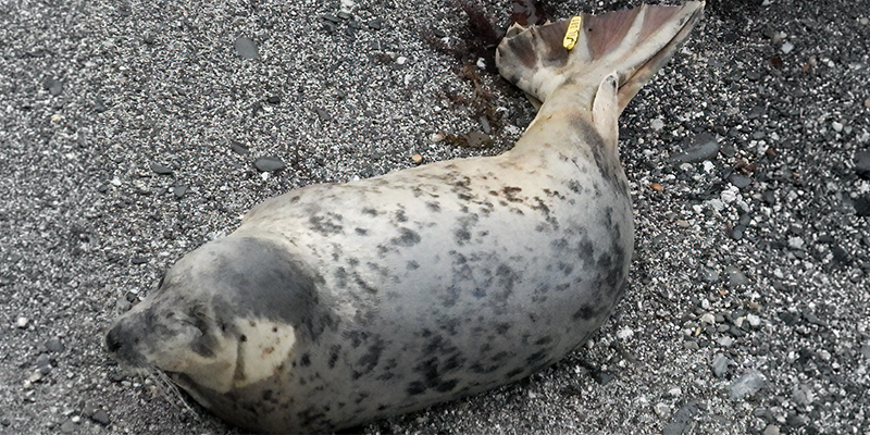 Yum Yum - 3rd September 2026 - Photo credit - Sue Sayer MBE - Seal Research Trust