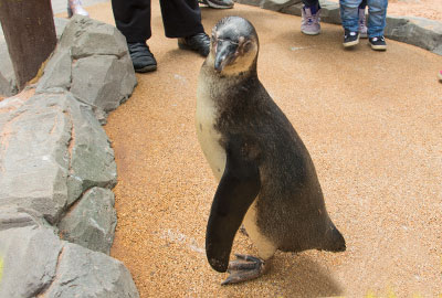 Birdman Todd ushers his Babies into New Enclosure