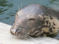 One of our resident seals