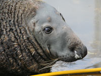 Flipper