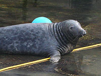 Flipper
