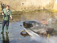 Dan cleaning Flipper and Yulelogs' pool