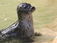 One of our common seals