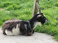 Elvis