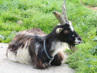 Elvis