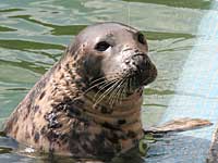 our resident grey seals