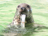 Lizzie eating a fish!